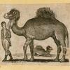 Camels and goats.