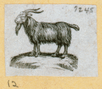 Camels and goats.