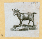 Camels and goats.