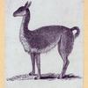 Goats and llamas.
