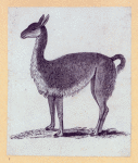 Goats and llamas.