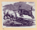 Goats and llamas.