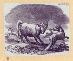 Goats and llamas.