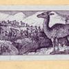 Goats and llamas.