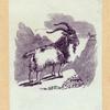 Goats and llamas.
