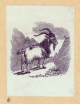 Goats and llamas.