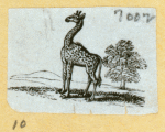 Giraffes, lions, and zebras.
