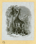 Giraffes, lions, and zebras.