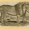 Lions.