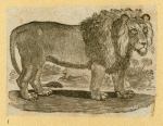 Lions.