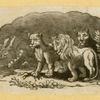 Lions.