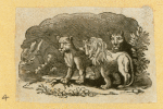 Lions.