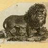 Lions.