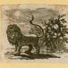 Lions.
