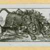 Lions.