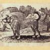 Lions, dogs, bears, cats, birds, rabbits, and horses.