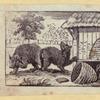 Lions, dogs, bears, cats, birds, rabbits, and horses.