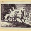 Lions, dogs, bears, cats, birds, rabbits, and horses.