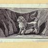 Lions, dogs, bears, cats, birds, rabbits, and horses.