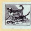 Bears, foxes, wolves, dogs, cats, tigers, and lions.