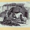 Lions, deers, and farm animals.