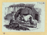 Lions, deers, and farm animals.