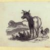 Dog, cat, fox, wolf, lion, donkey, and a chicken.