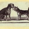 Dog, cat, fox, wolf, lion, donkey, and a chicken.