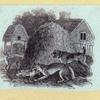 Dog, cat, fox, wolf, lion, donkey, and a chicken.