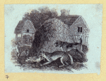 Dog, cat, fox, wolf, lion, donkey, and a chicken.