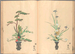 Rikka zu = Flower arrangements.