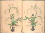 Rikka zu = Flower arrangements.