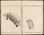 Turtles in water.'