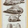 Illustrations of cuts of meat for a cookbook.