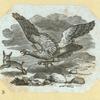 Eagles, doves, a vulture and a swan.