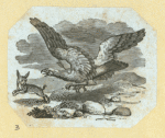 Eagles, doves, a vulture and a swan.