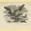 Eagles, doves, a vulture and a swan.