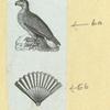 Eagles, doves, a vulture and a swan.
