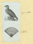 Eagles, doves, a vulture and a swan.