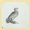 Eagles, doves, a vulture and a swan.