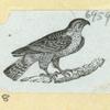 Eagles, doves, a vulture and a swan.