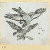 Eagles, doves, a vulture and a swan.