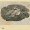 Eagles, doves, a vulture and a swan.