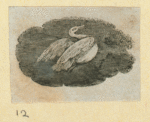 Eagles, doves, a vulture and a swan.