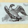 Eagles, ducks, chickens, and vultures.