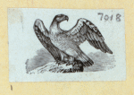 Eagles, ducks, chickens, and vultures.