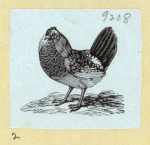 Eagles, ducks, chickens, and vultures.