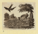 Eagles, ducks, chickens, and vultures.