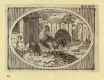 Eagles, ducks, chickens, and vultures.