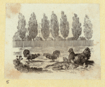 Eagles, ducks, chickens, and vultures.